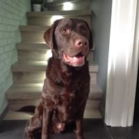 Restaurant wenduine pur